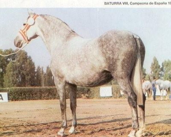 Zuchtstute Baturra VIII (Pura Raza Espanola (PRE), 1979, von Leviton)