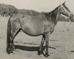 Zuchtstute Valerosa III (Pura Raza Espanola (PRE), 1930, von Hatero)