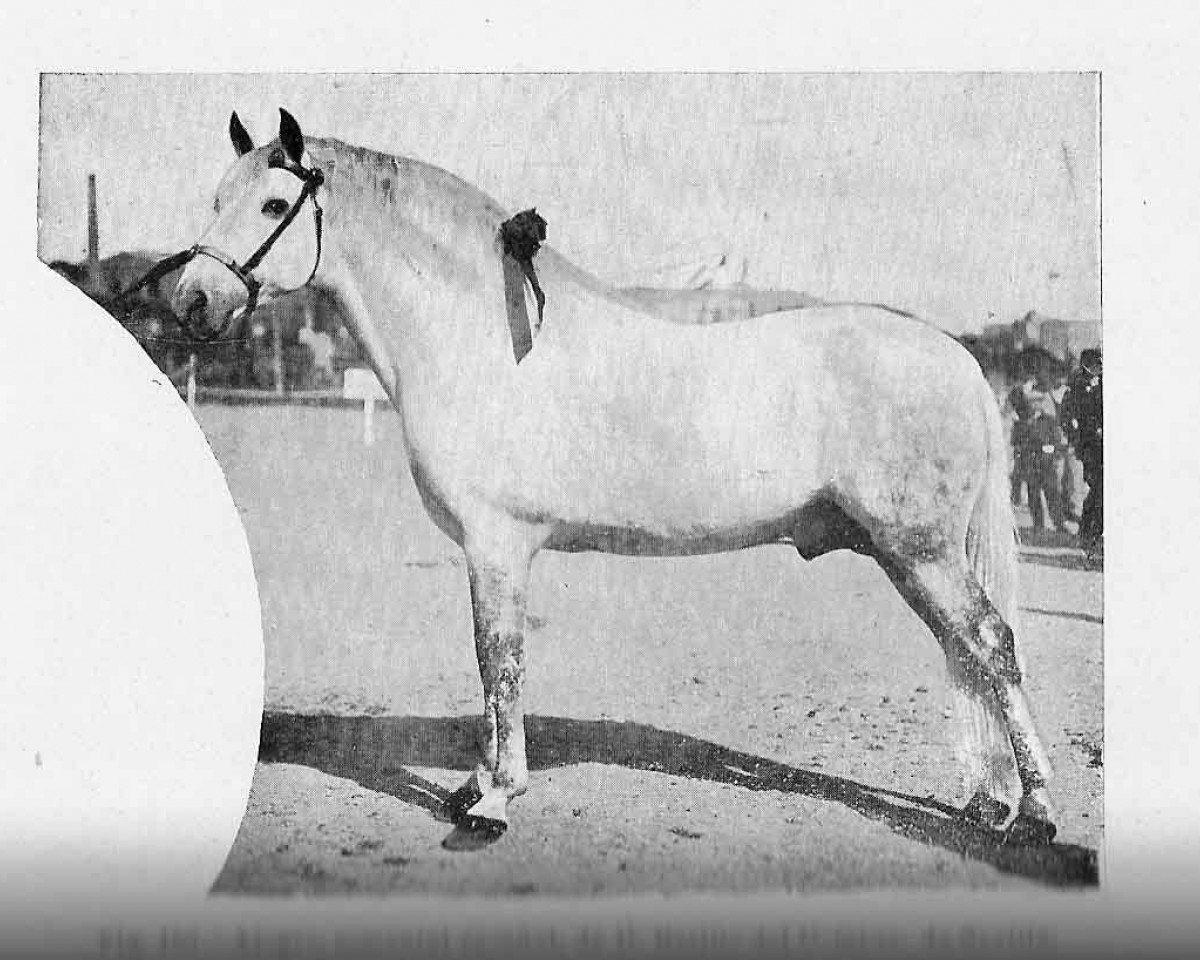 stallion Alegre (Pura Raza Espanola (PRE), 1898, from Solo I)