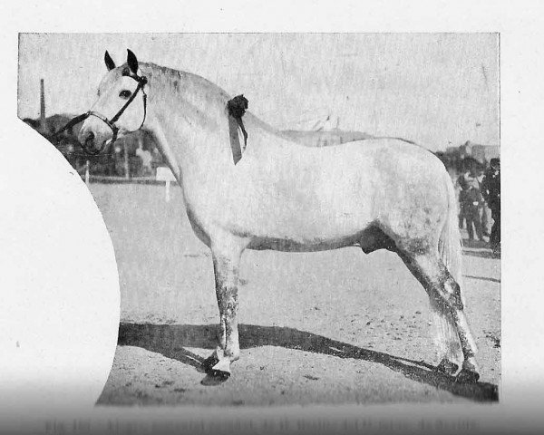 stallion Alegre (Pura Raza Espanola (PRE), 1898, from Solo I)