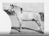 stallion Alegre (Pura Raza Espanola (PRE), 1898, from Solo I)