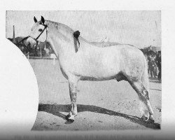 stallion Alegre (Pura Raza Espanola (PRE), 1898, from Solo I)