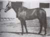 stallion Zurito VIII (Pura Raza Espanola (PRE), 1943, from Generoso)