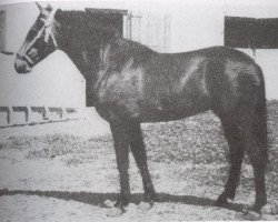 stallion Zurito VIII (Pura Raza Espanola (PRE), 1943, from Generoso)