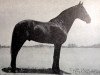 stallion Zurito IV (Pura Raza Espanola (PRE), 1934, from Temeroso)