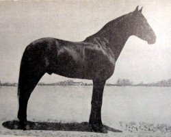 stallion Zurito IV (Pura Raza Espanola (PRE), 1934, from Temeroso)