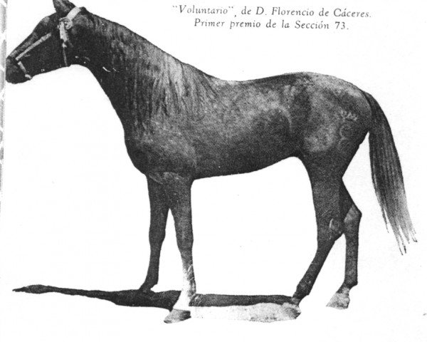 stallion Voluntario (Pura Raza Espanola (PRE), 1946, from Generoso II)