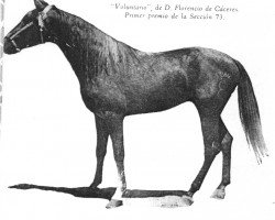 stallion Voluntario (Pura Raza Espanola (PRE), 1946, from Generoso II)