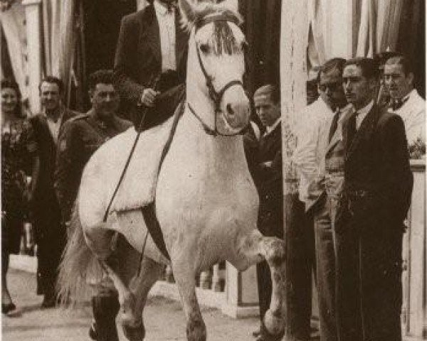 stallion Novato (Pura Raza Espanola (PRE), 1937, from Destinado II)