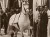 stallion Novato (Pura Raza Espanola (PRE), 1937, from Destinado II)