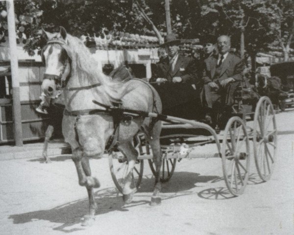 stallion Mejicano VI (Pura Raza Espanola (PRE), 1948, from Novato)
