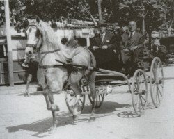 stallion Mejicano VI (Pura Raza Espanola (PRE), 1948, from Novato)