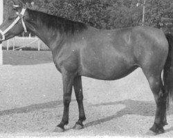 broodmare Maluca (Pura Raza Espanola (PRE), 1949, from Lebrero)