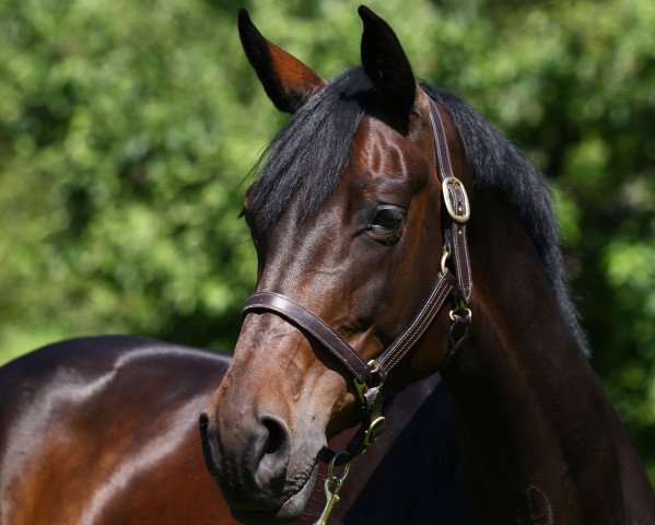 dressage horse Rubiana 6 (Oldenburg, 2002, from Rubin Royal OLD)