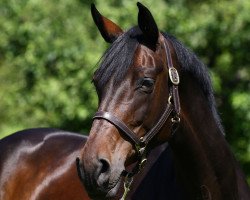 dressage horse Rubiana 6 (Oldenburg, 2002, from Rubin Royal OLD)