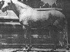 stallion Leopardo (Pura Raza Espanola (PRE), 1948, from Furioso)