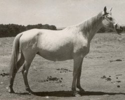 Zuchtstute Helena (Pura Raza Espanola (PRE), 1944, von Bilbaino II)