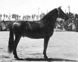 stallion Guindero III (Pura Raza Espanola (PRE), 1947, from Descarado V)