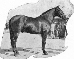 Deckhengst Favorito (Pura Raza Espanola (PRE), 1931, von Zurito II)