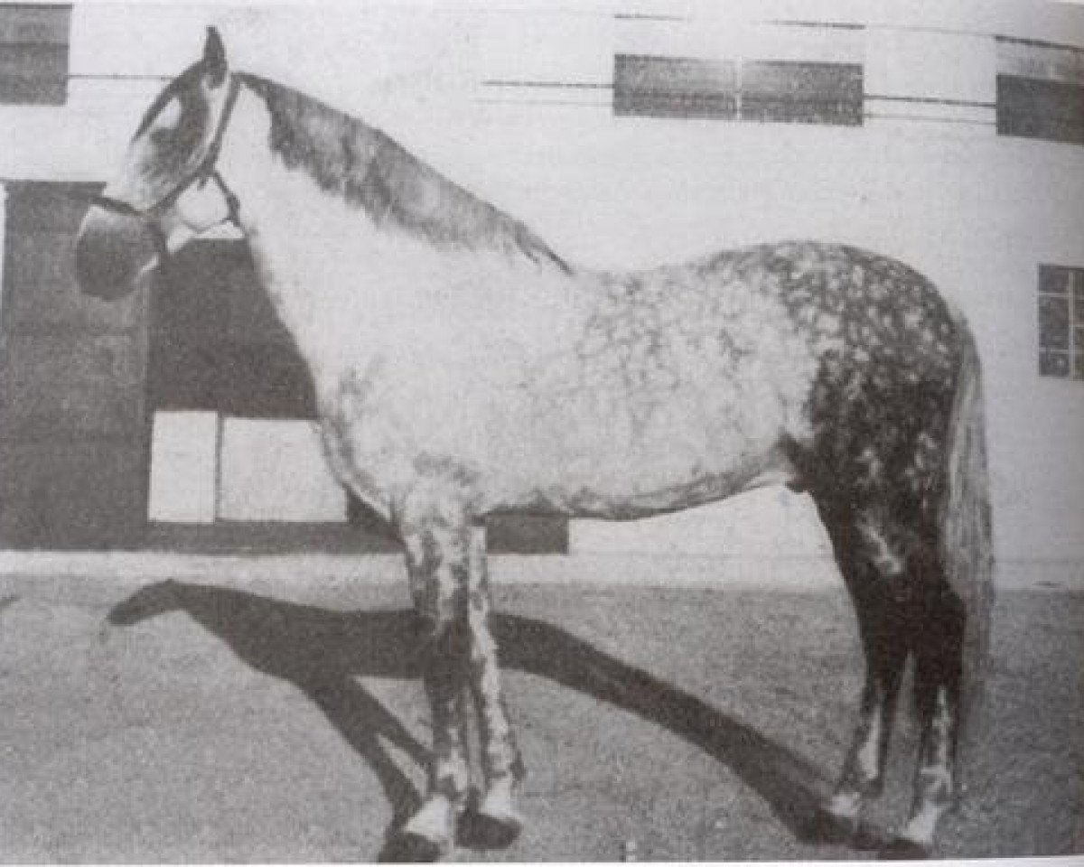 stallion Generoso (Pura Raza Espanola (PRE), 1937, from Celoso III)