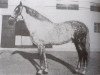 stallion Generoso (Pura Raza Espanola (PRE), 1937, from Celoso III)