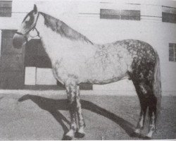 Deckhengst Generoso (Pura Raza Espanola (PRE), 1937, von Celoso III)