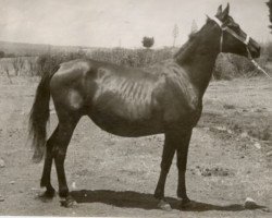 Zuchtstute Galeria (Pura Raza Espanola (PRE), 1943, von Bilbaino II)