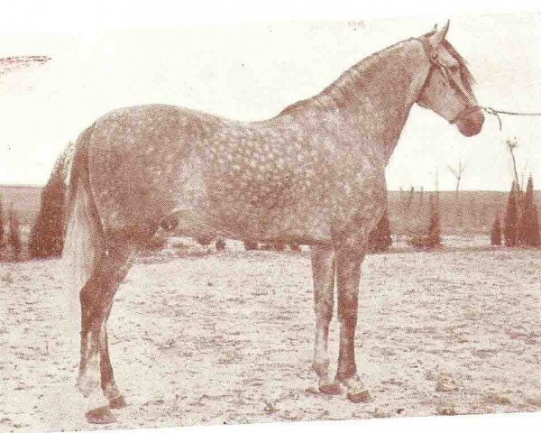 stallion Furioso V (Pura Raza Espanola (PRE), 1948, from Destinado VI)