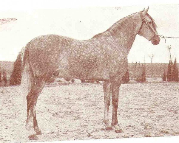 Deckhengst Furioso V (Pura Raza Espanola (PRE), 1948, von Destinado VI)