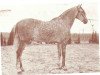 stallion Furioso V (Pura Raza Espanola (PRE), 1948, from Destinado VI)