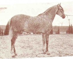 Deckhengst Furioso V (Pura Raza Espanola (PRE), 1948, von Destinado VI)