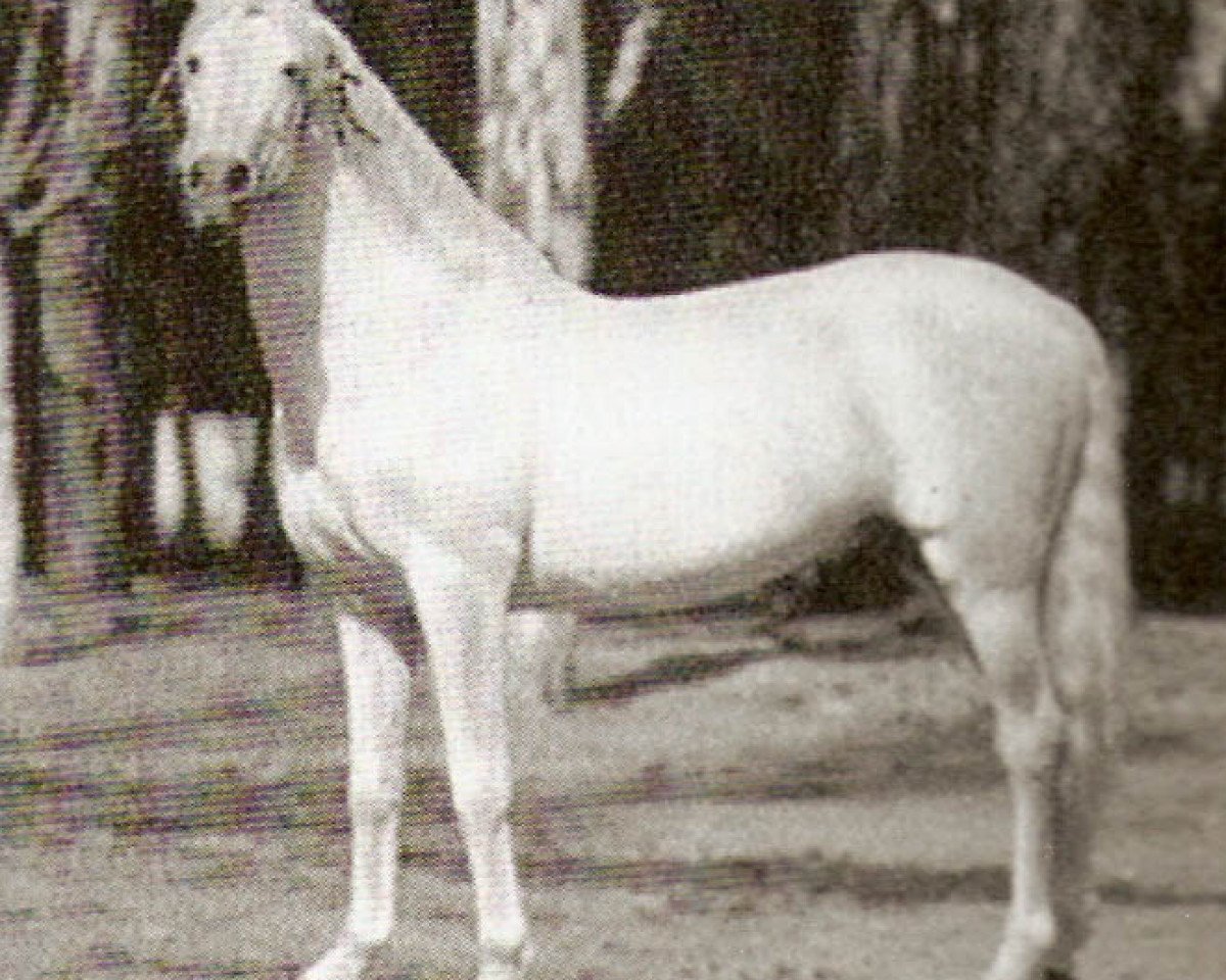 Deckhengst Furioso (Pura Raza Espanola (PRE), 1934, von Americano)