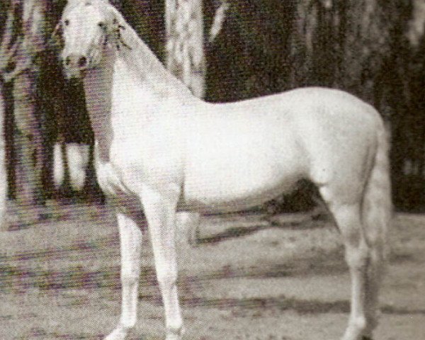 stallion Furioso (Pura Raza Espanola (PRE), 1934, from Americano)
