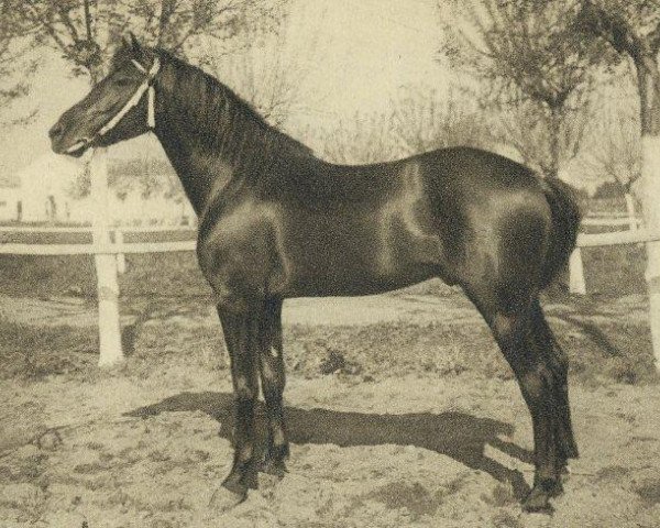 stallion Estepeño (Pura Raza Espanola (PRE), 1944, from Destinado VI)