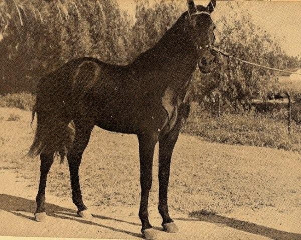 stallion Destinado VI (Pura Raza Espanola (PRE), 1938, from Zurito IV)