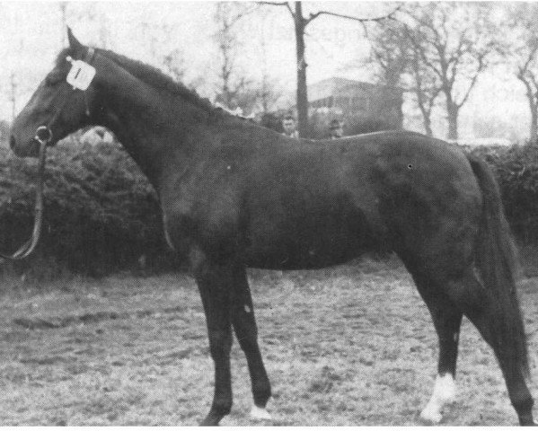 horse Colibri (Holsteiner, 1961, from Cottage Son xx)