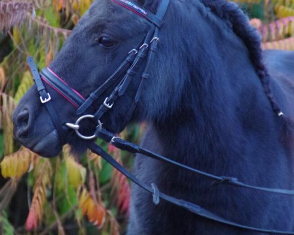 dressage horse Scarlett 688 (Shetland Pony, 2007)