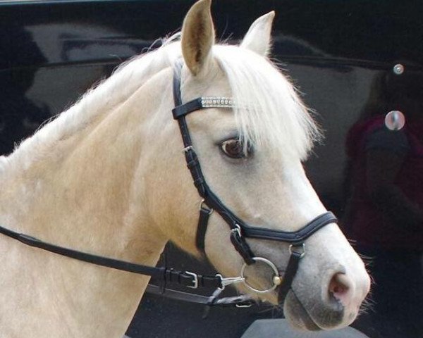 dressage horse High Noblessa (Welsh-Pony (Section B), 2006)