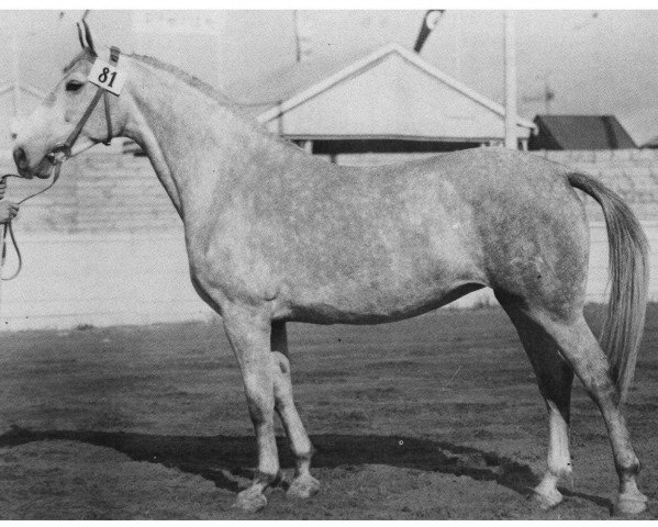 broodmare Gazelle (Holst.) (Holsteiner,  , from Mackensen)