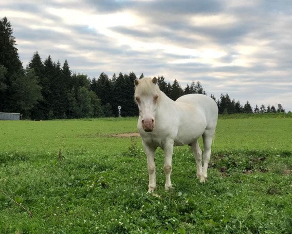 horse Filou (Fjord Horse, 1992, from Bronto)