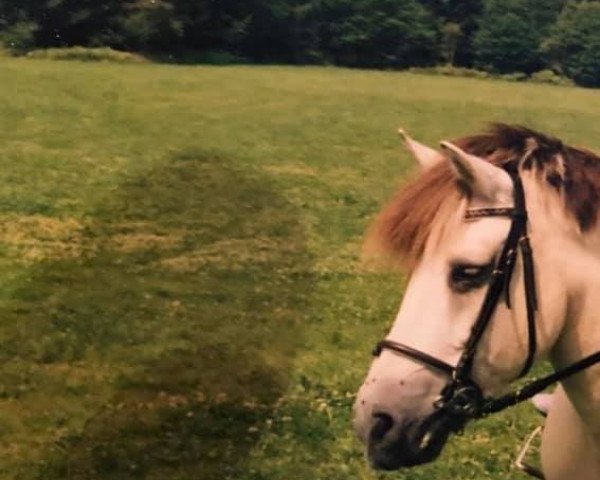 broodmare Flicka vom Wieshof (Fjord Horse, 1970)