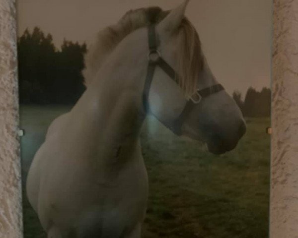 stallion Bronto (Fjord Horse, 1990)