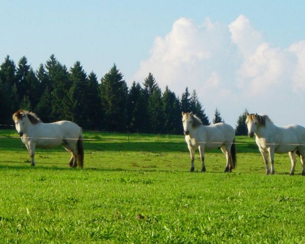 Zuchtstute Luci (Fjordpferd,  , von Bronto)