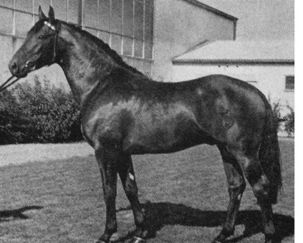 stallion Albrant 3836 (Holsteiner, 1962, from Aldato)