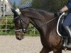 dressage horse Darwin 138 (Oldenburg, 2010, from Danone II)