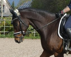 dressage horse Darwin 138 (Oldenburg, 2010, from Danone II)