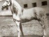 stallion Destinado II (Pura Raza Espanola (PRE), 1931, from Americano)