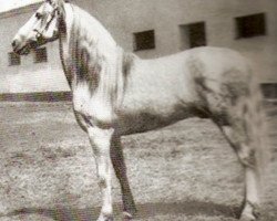 stallion Destinado II (Pura Raza Espanola (PRE), 1931, from Americano)