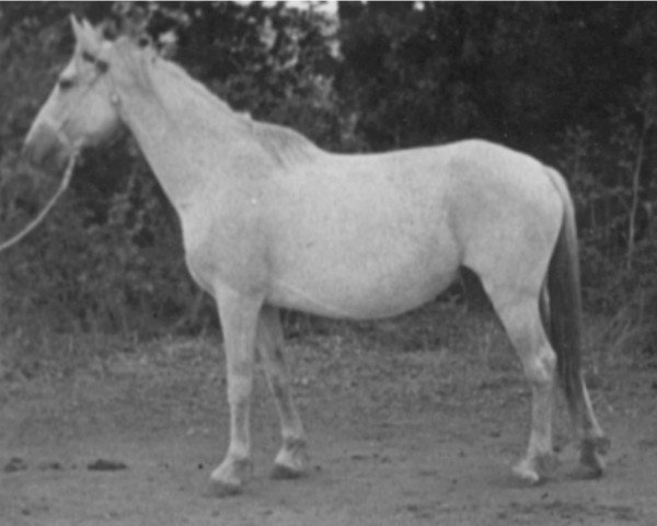 broodmare Despierta (Pura Raza Espanola (PRE), 1940, from Destinado II)