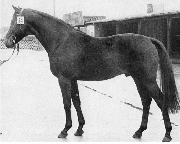 stallion L´amour 544/72 (Holsteiner,  , from Ladykiller xx)